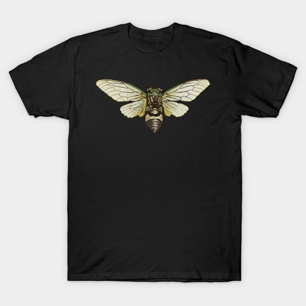 Cicada Cicadas Brood Insect T-Shirt by Jackys Design Room